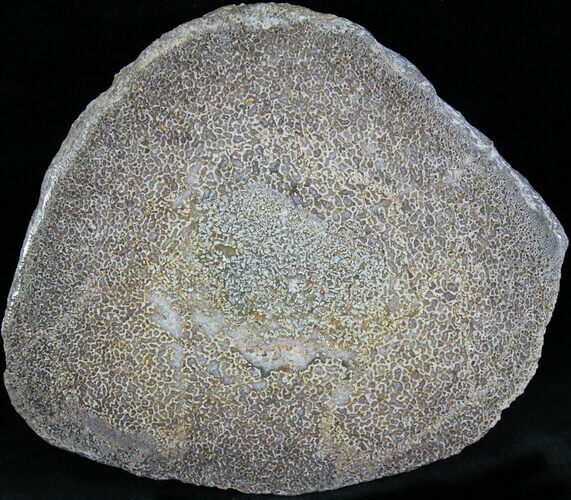 Polished Agatized Dinosaur Bone Slab - #25199